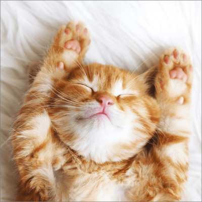 Afternoon Nap
