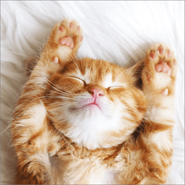 Afternoon Nap