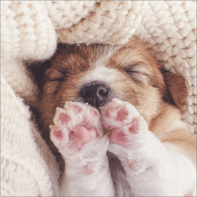 Cosy Toes