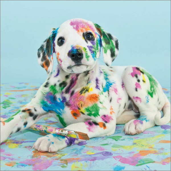 Spotty dog