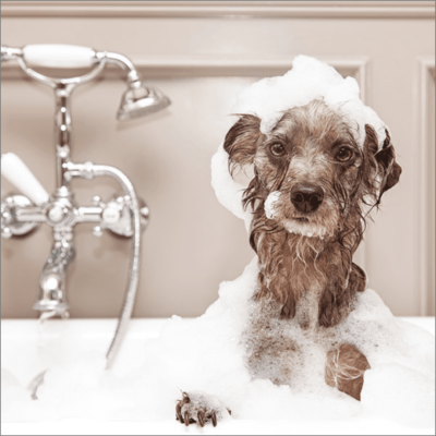 The Bubblebath